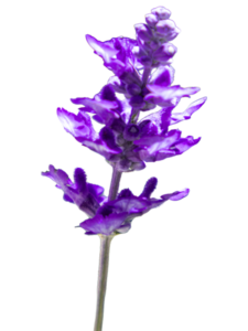 flor salvia natural suplementos easynatura
